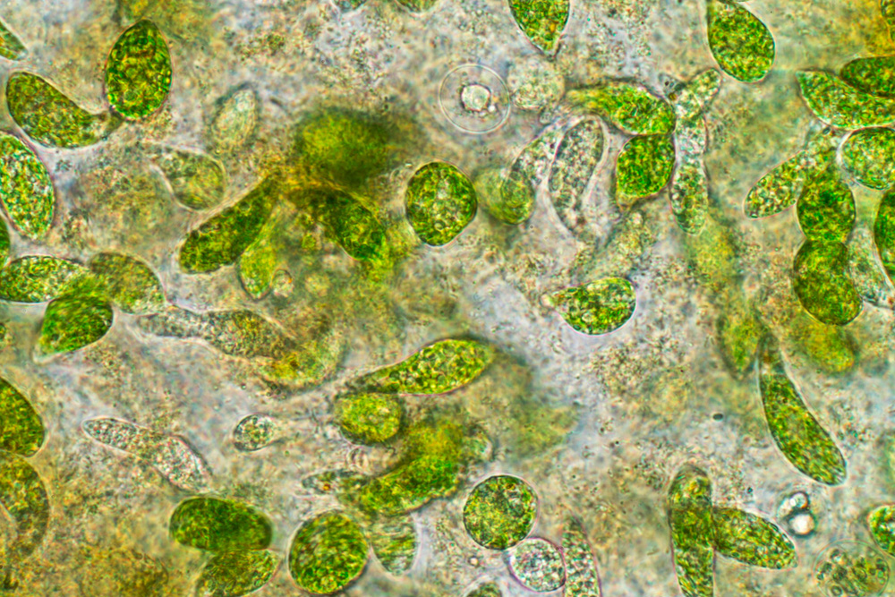Globale Phytoplankton-Biomasse neu gemessen