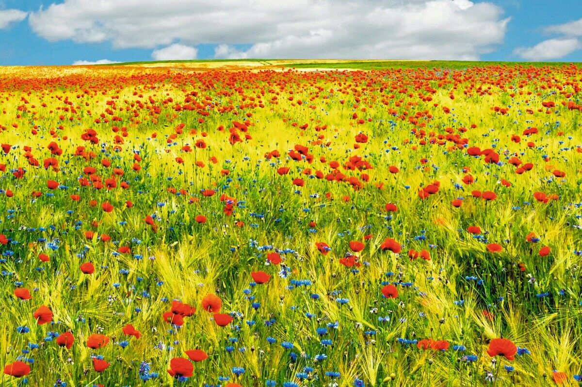 Sag mir, wo die Blumen sind