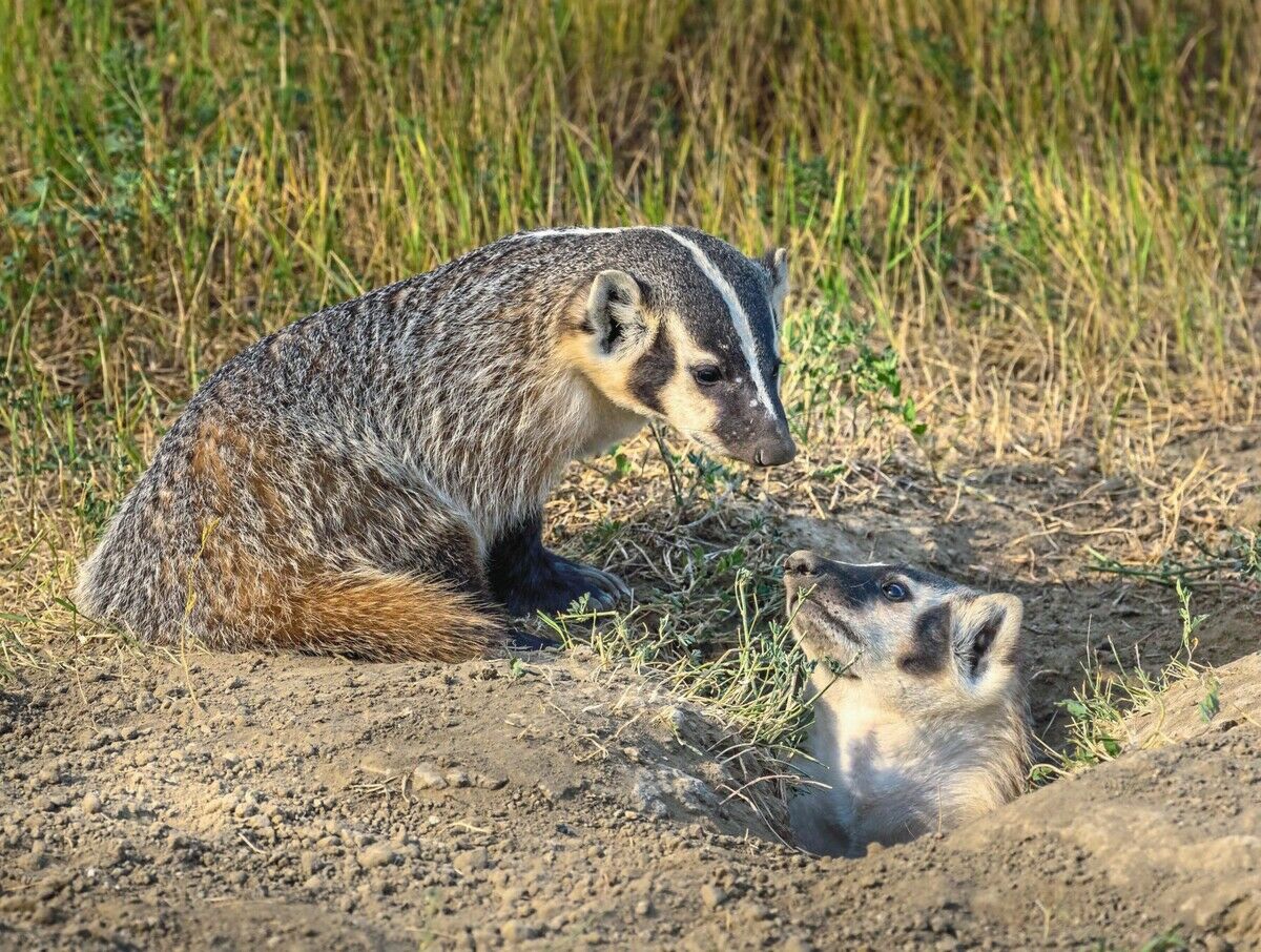 Tierische Bodenschützer