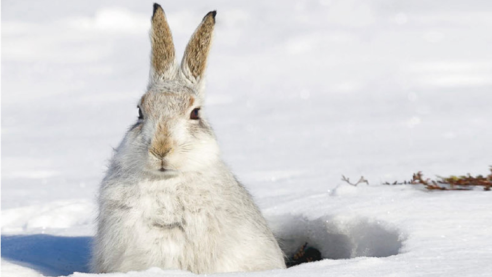 Überleben im Schnee