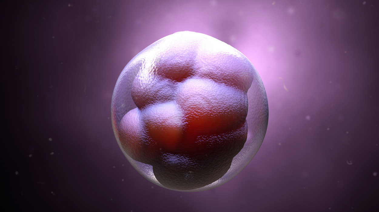 Warum für Embryos das Timing wichtig ist