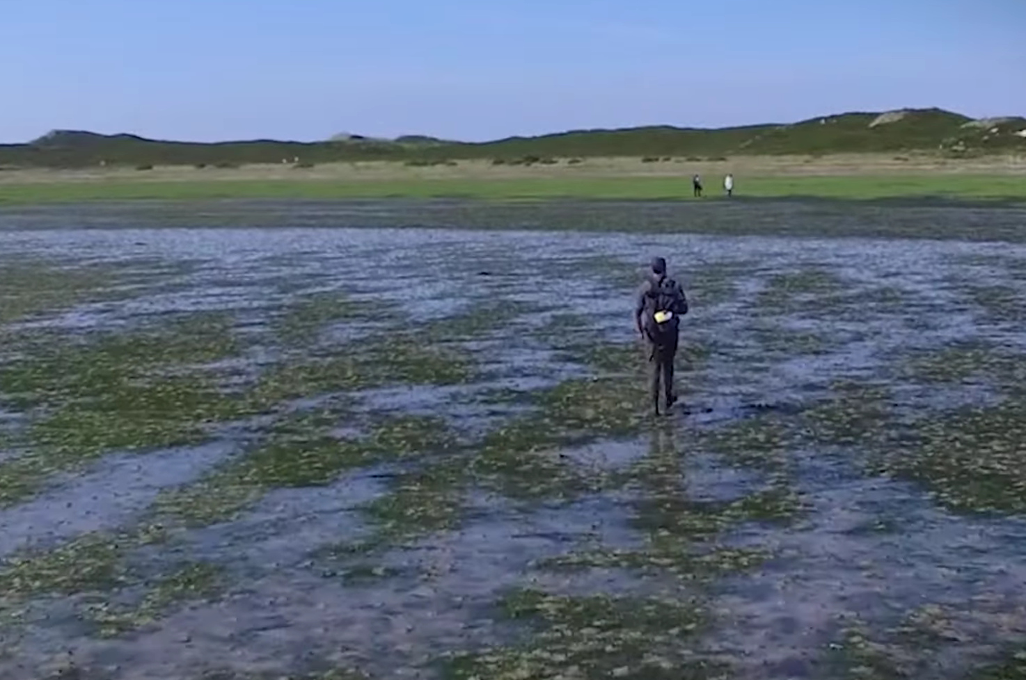 Bedeutende Wattenmeer-Vegetation
