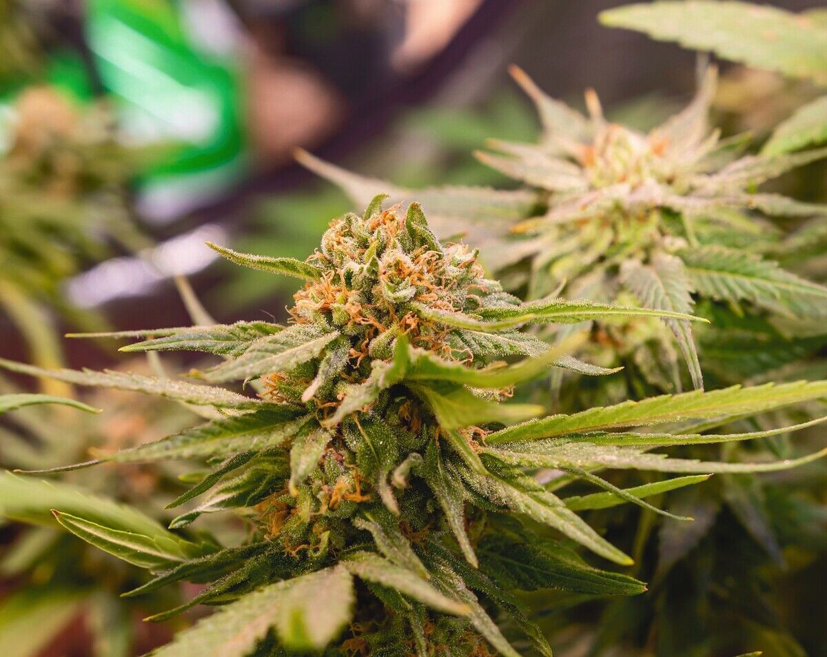 Cannabis: mehr als eine Droge