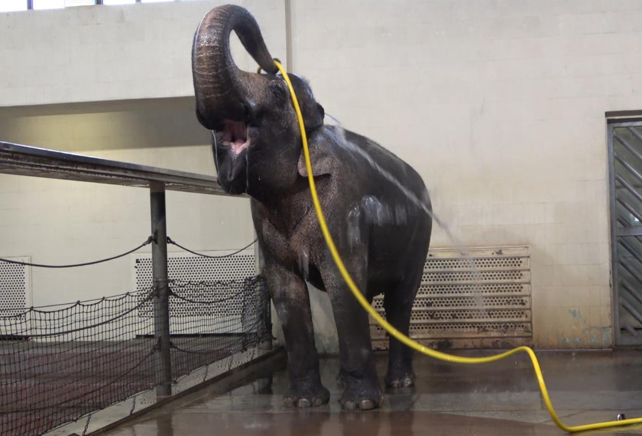 Elefant nutzt Wasserschlauch als raffinierten Duschkopf