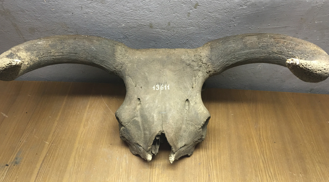 Genetische Geschichte der Auerochsen entschlüsselt