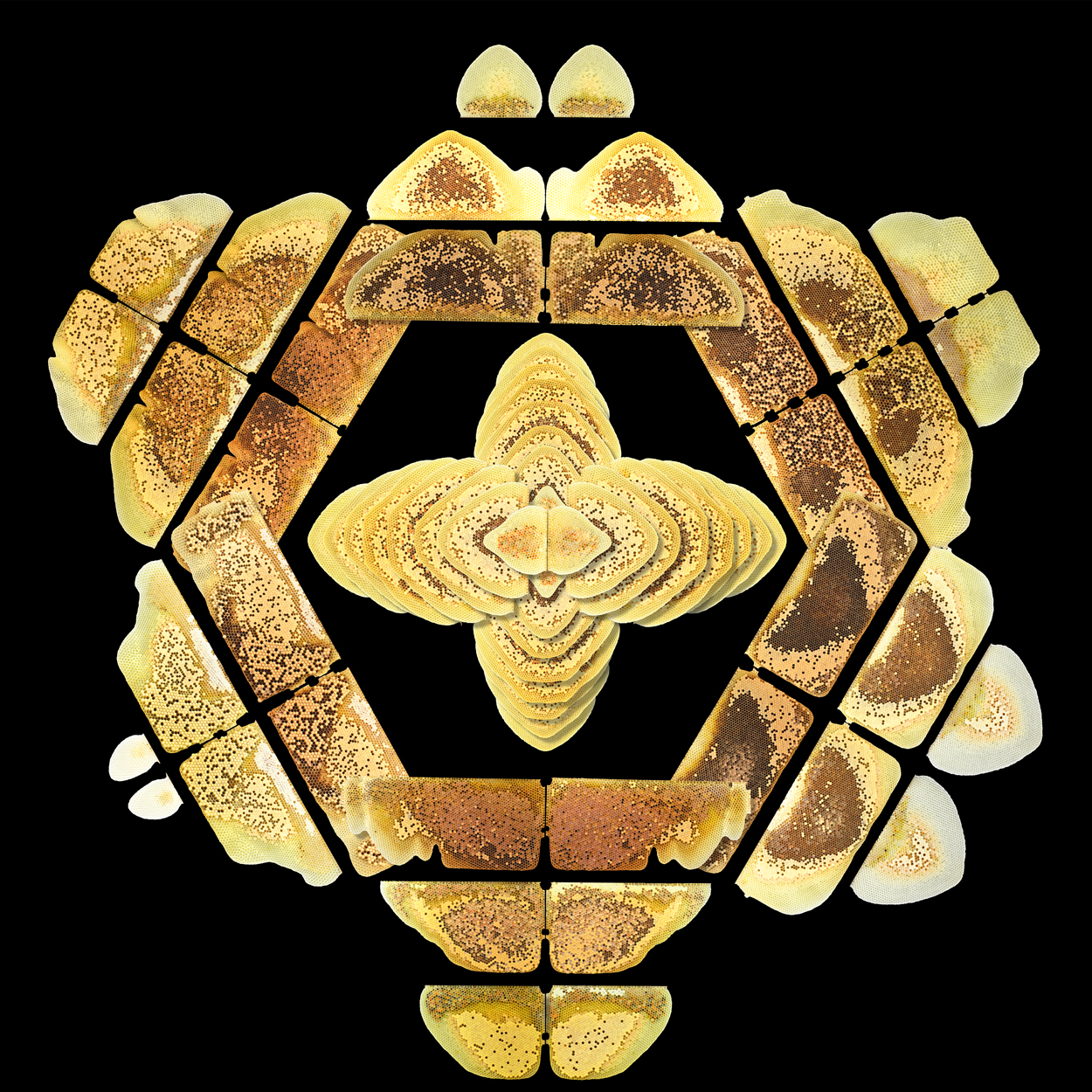 Honigbienen als Symmetrie-Künstlerinnen