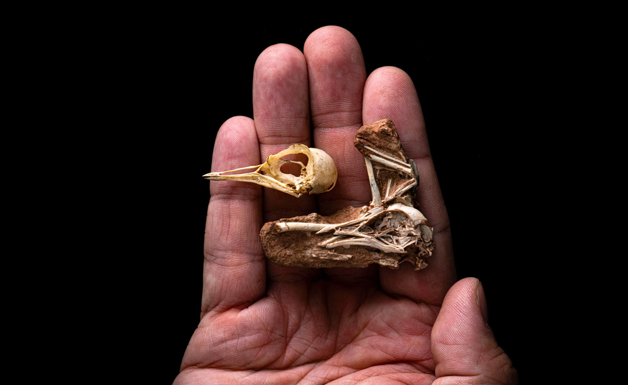 Neue Einblicke in die Evolution des Vogelhirns