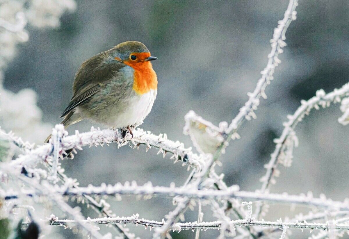 Tiere im Winter