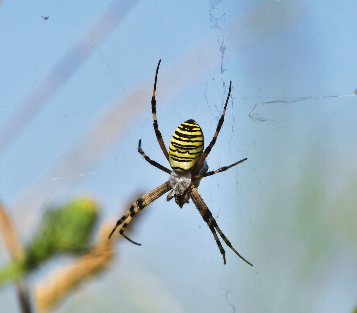 Ui, Spinne!