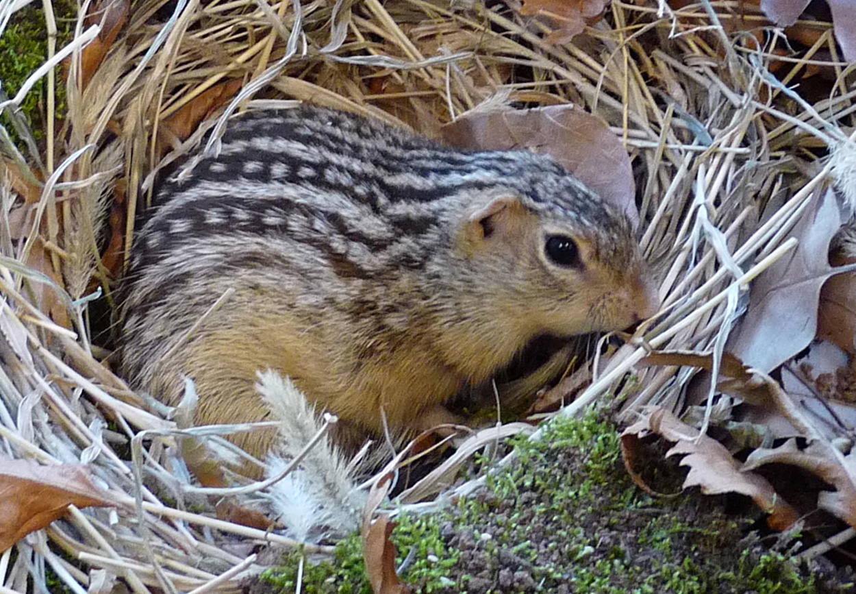 Warum Streifenhörnchen im Winterschlaf keinen Durst haben