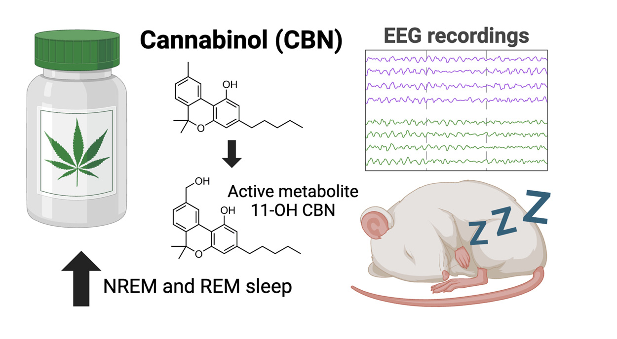 Wie Cannabinol den Schlaf fördert