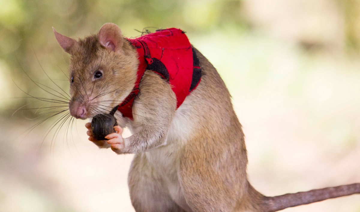 Wie Ratten Wilderer entlarven sollen
