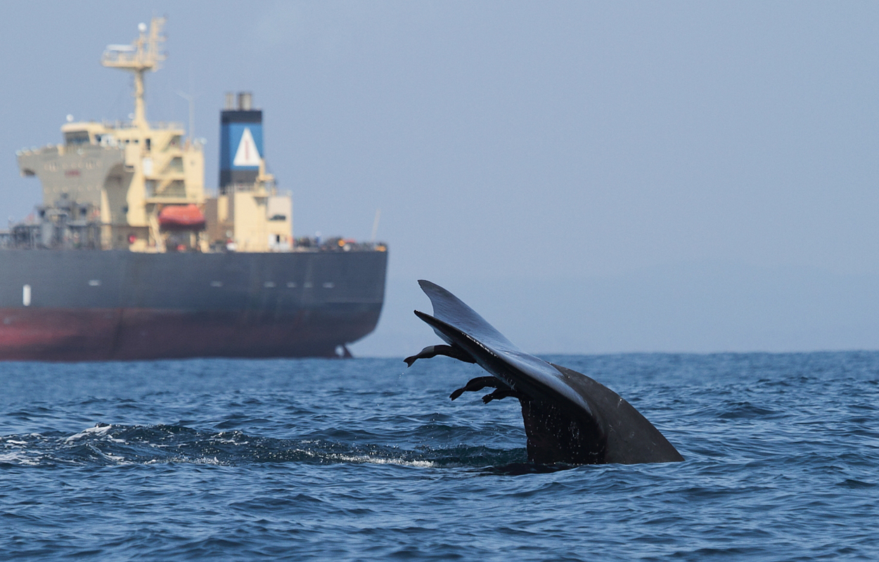 Wie sich Schiff-Wal-Kollisionen verhindern lassen