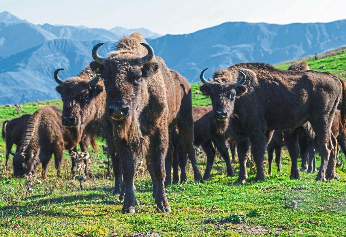 Zurück in die Wildnis