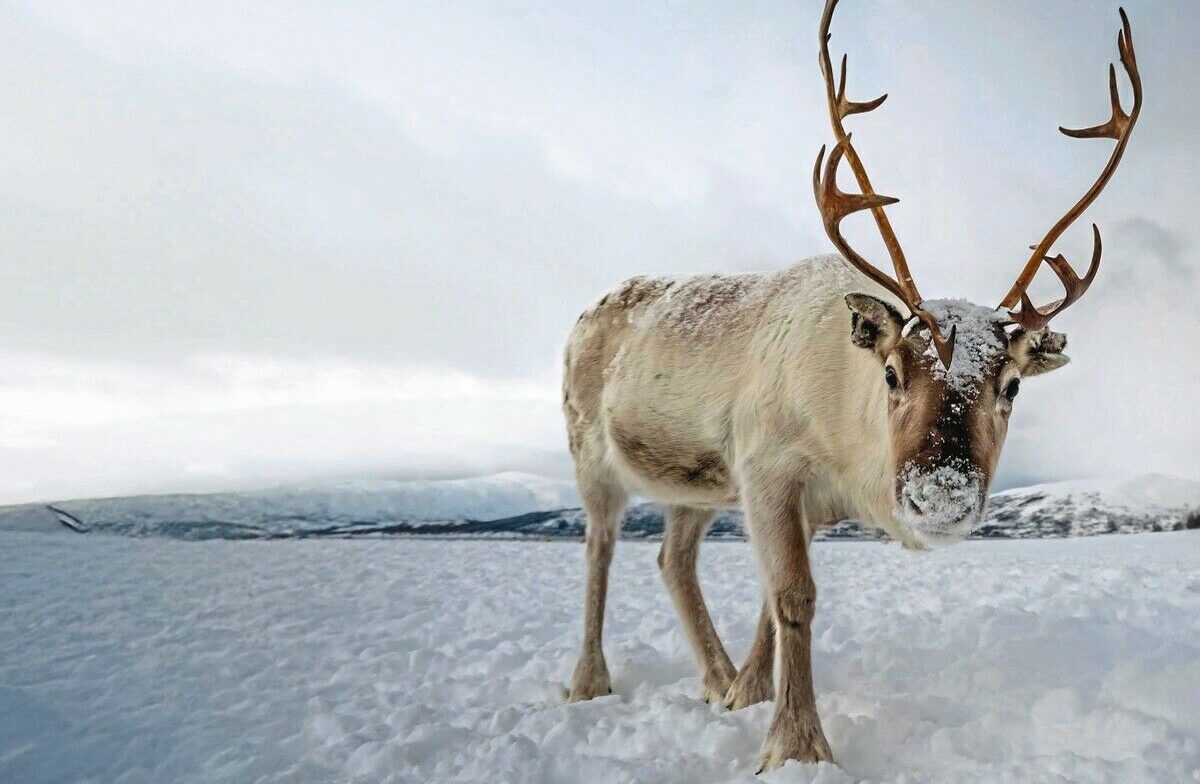 Eine eiskalte Gemeinschaft