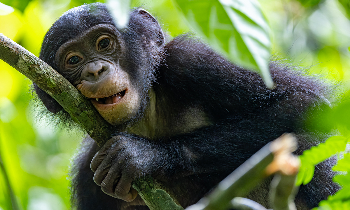 Erste Volkszählung in der größten Bonobo-Hochburg