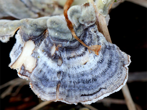 Flauschiger Pilz