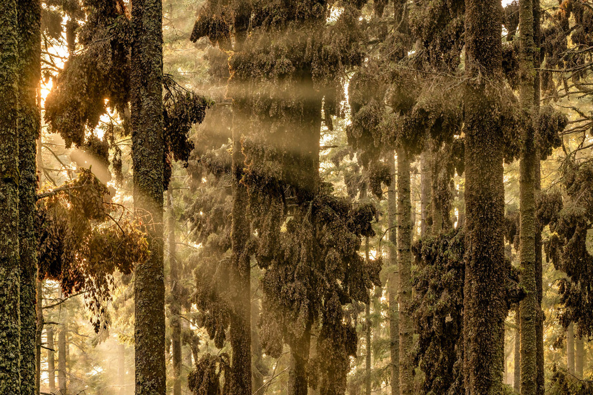 Im Wald der Schmetterlinge