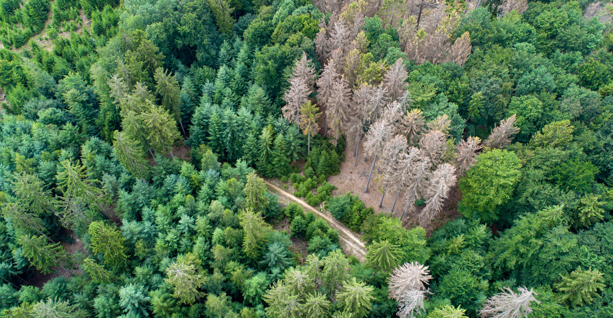 Simulation: Blick auf den Wald der Zukunft