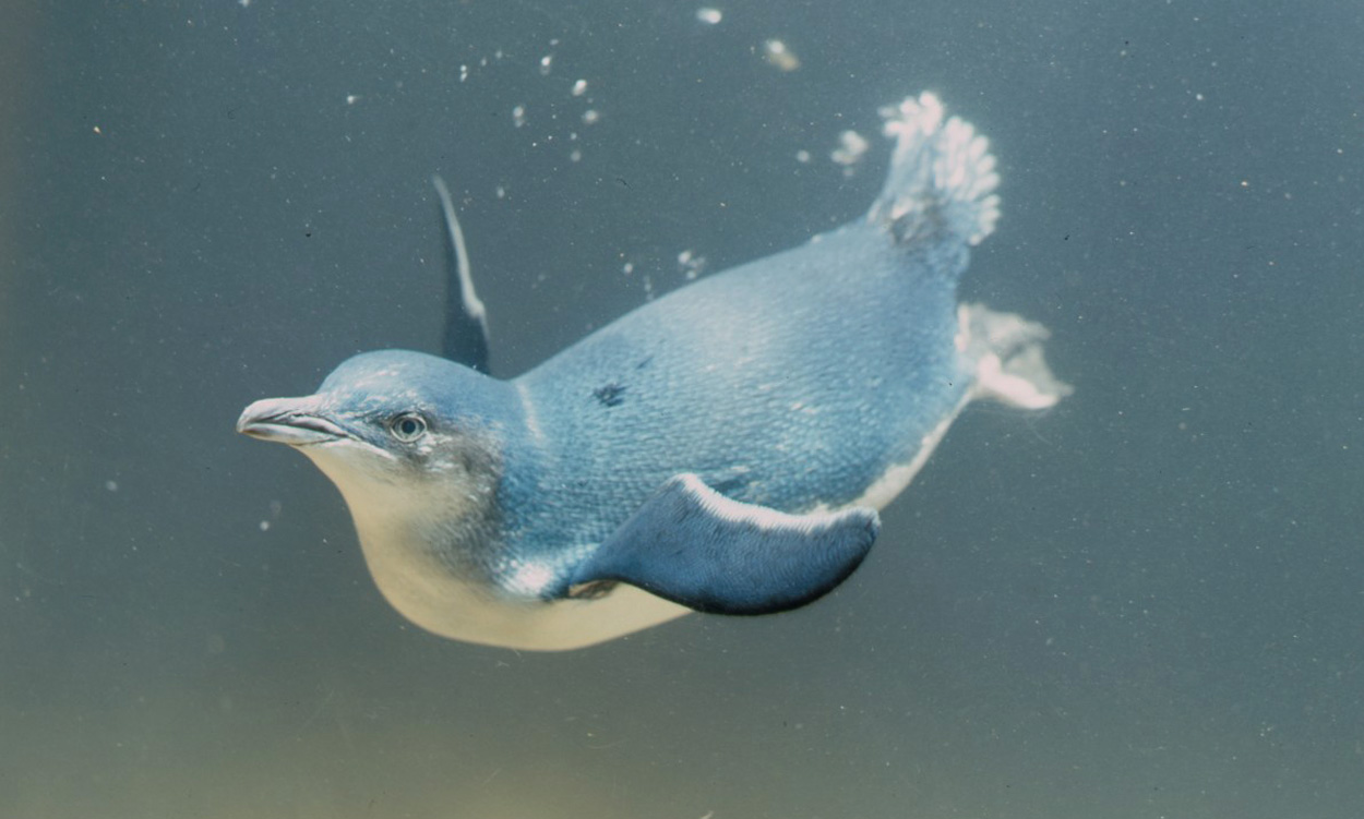 Wie Meerestiere ihre Schwimmtiefe optimieren