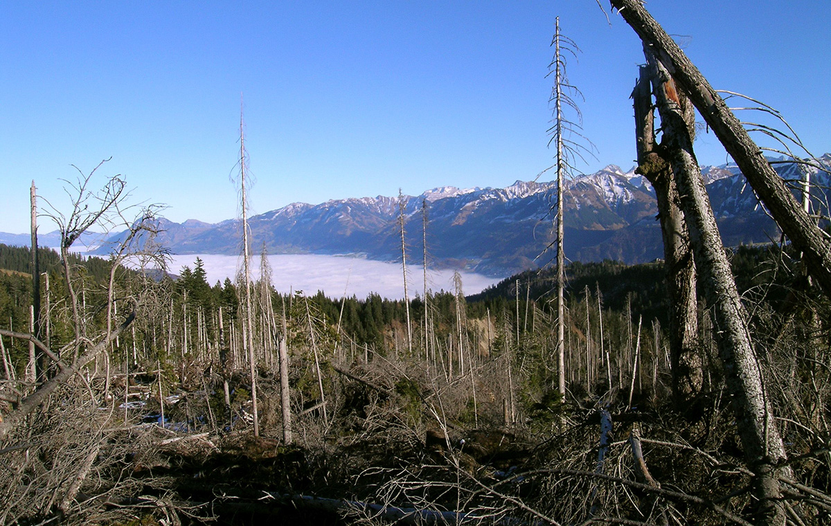 Wie Orkan „Lothar“ den Schweizer Wald verändert hat