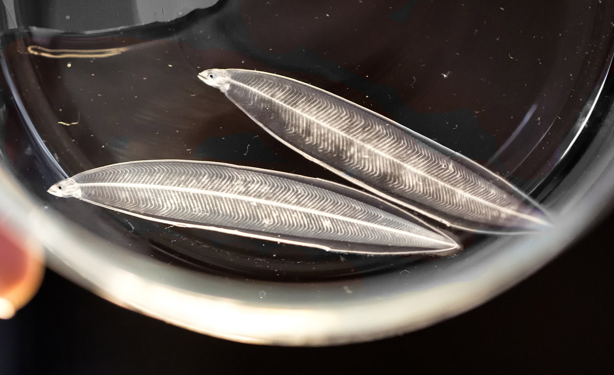 Aallarven „surfen“ auf der perfekten Welle