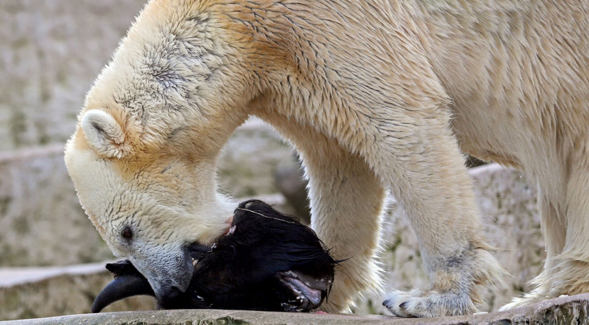 Sollten Zoos „überschüssige“ Tiere töten?