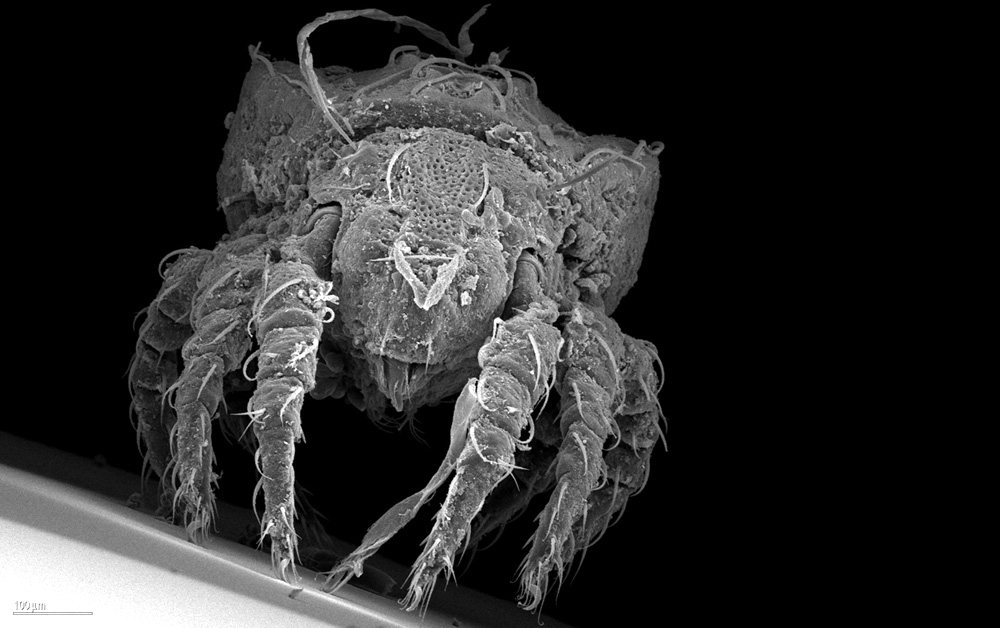 Wie geht Evolution ohne Sex?