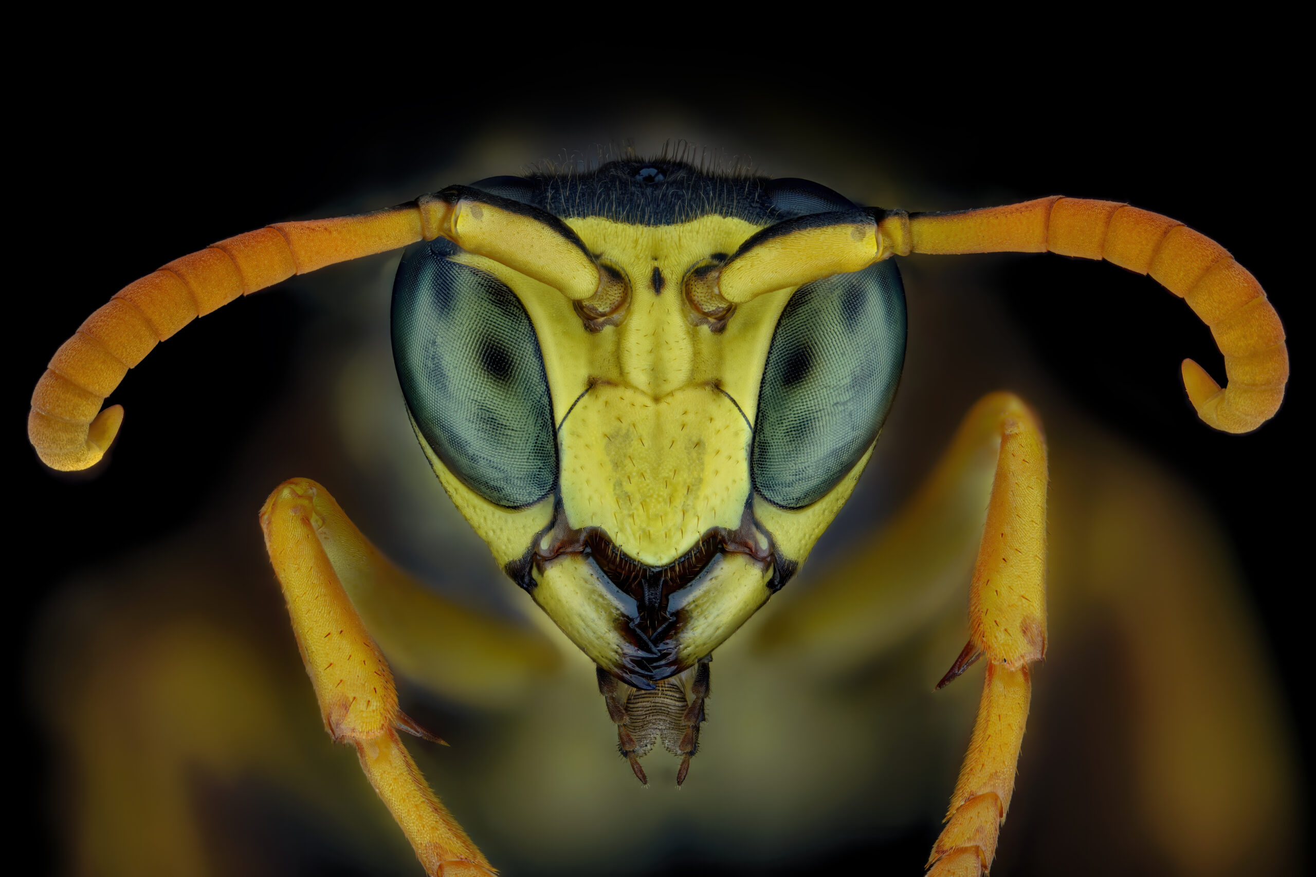 Die Schönheit der Insekten