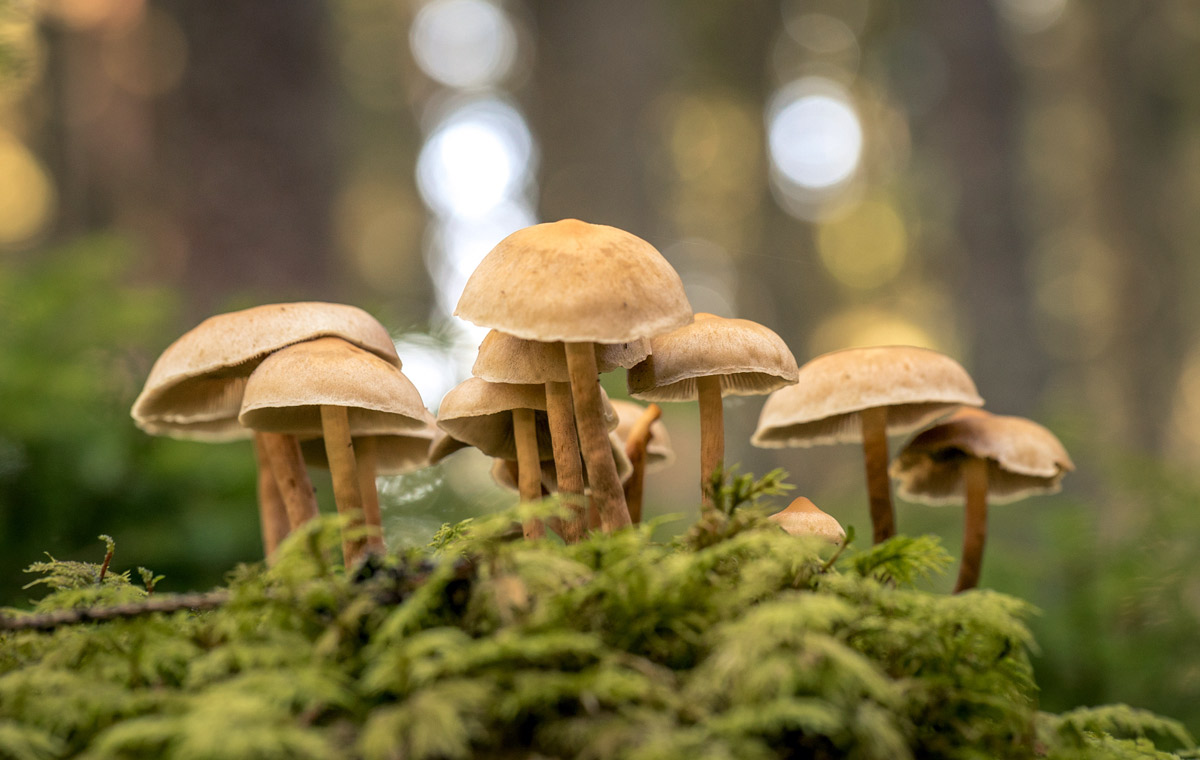 Interview: Wie Pilze unser Leben beeinflussen