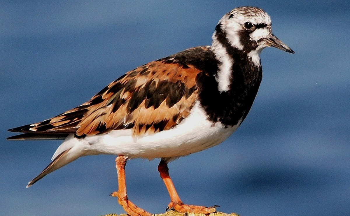 PFAS: Vögel noch stärker belastet als angenommen