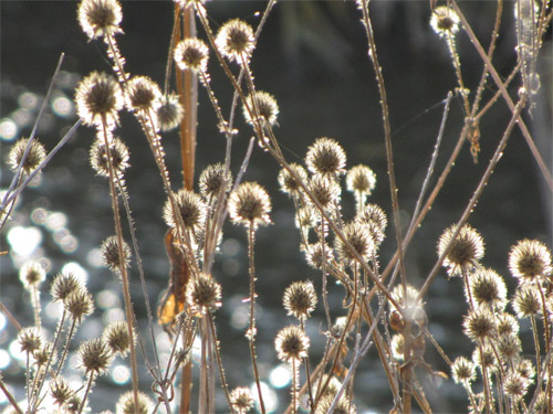 Verblühte Kopfblume