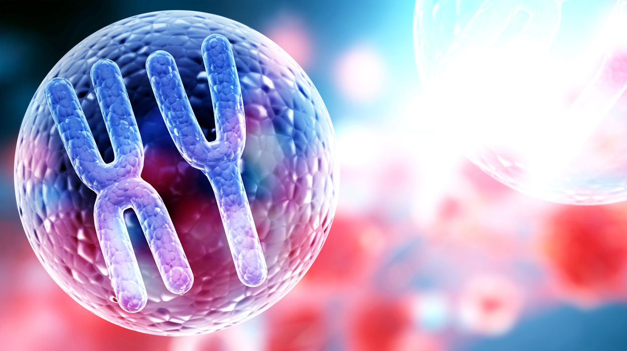 Verlust des Y-Chromosoms gefährdet Männer-Herzen
