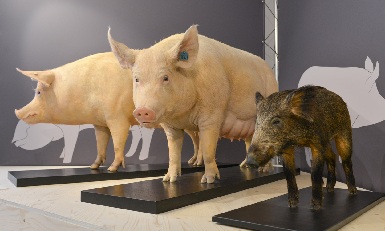 Wie das Schwein seine flache Schnauze bekam