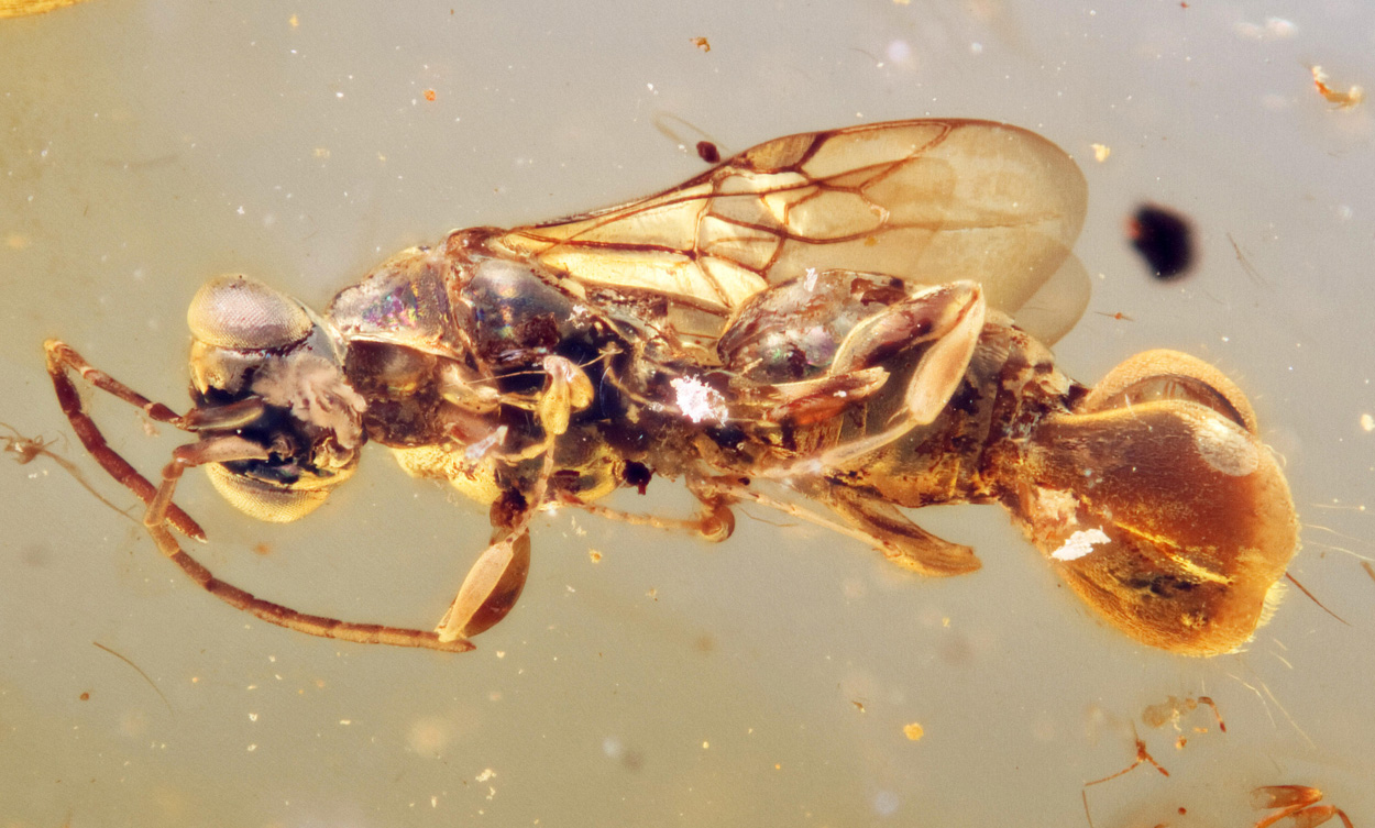 Fossile Wespe mit Falle am Hinterleib