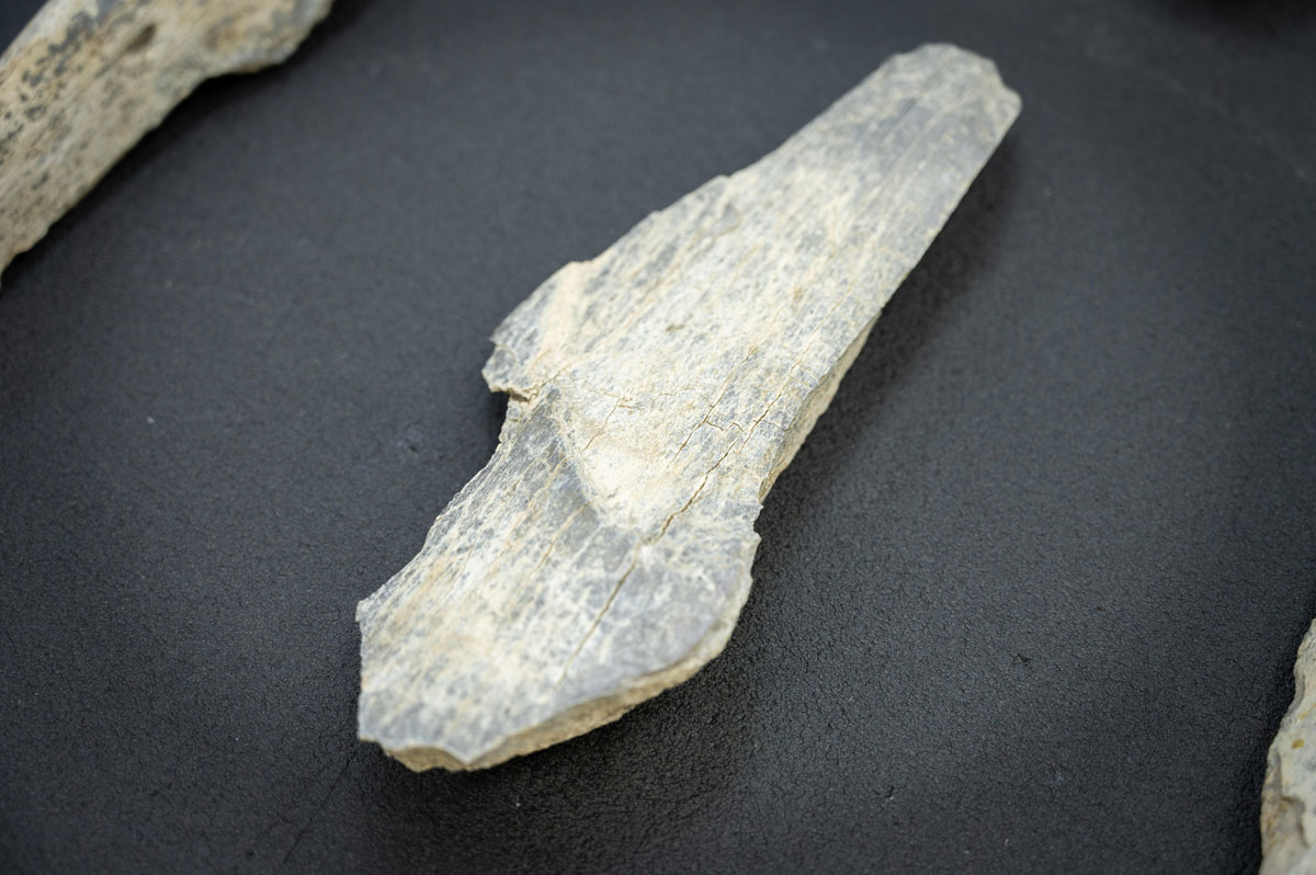 Knochenwerkzeuge schon vor 1,5 Millionen Jahren