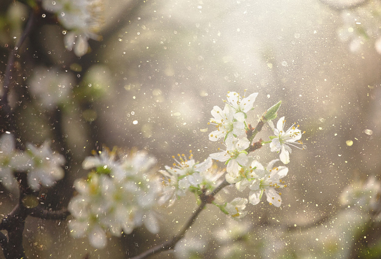 Lästiger Pollenflug: Wenn uns Pollen allergisch machen