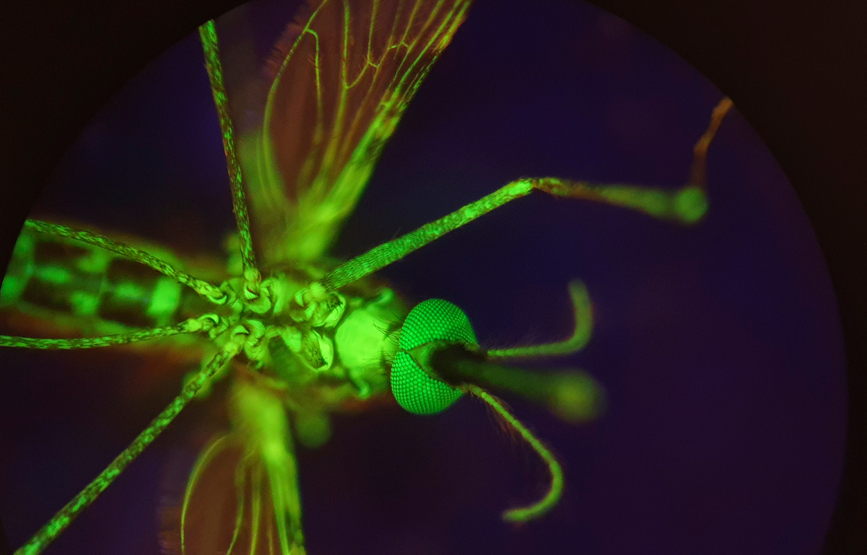 Potenzielles neues Malaria-Mittel entdeckt