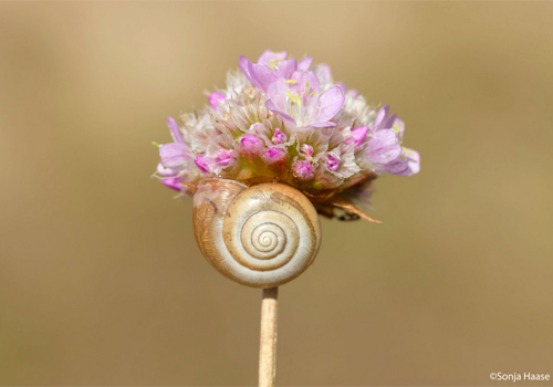 „Schneckenblume“
