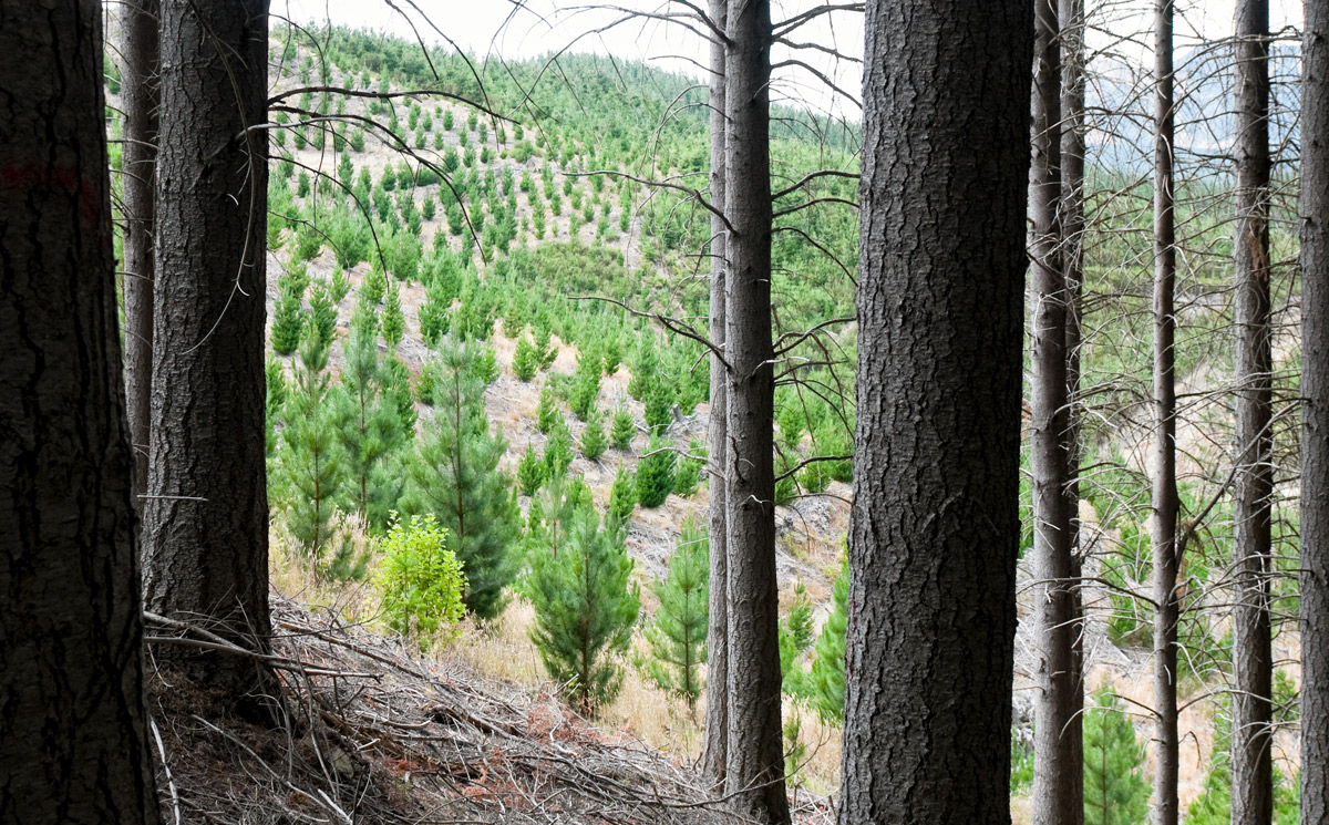 Wie lassen sich Konflikte um die Waldnutzung entschärfen?