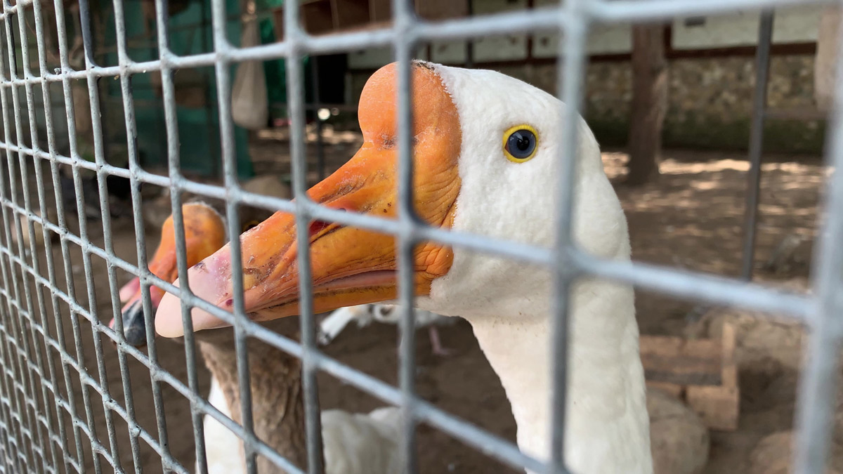 Bald Gänsestopfleber ohne Qualmast?