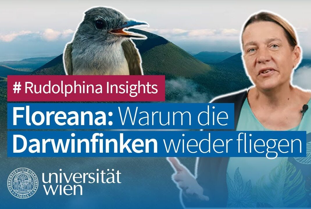 Comeback der Darwinfinken