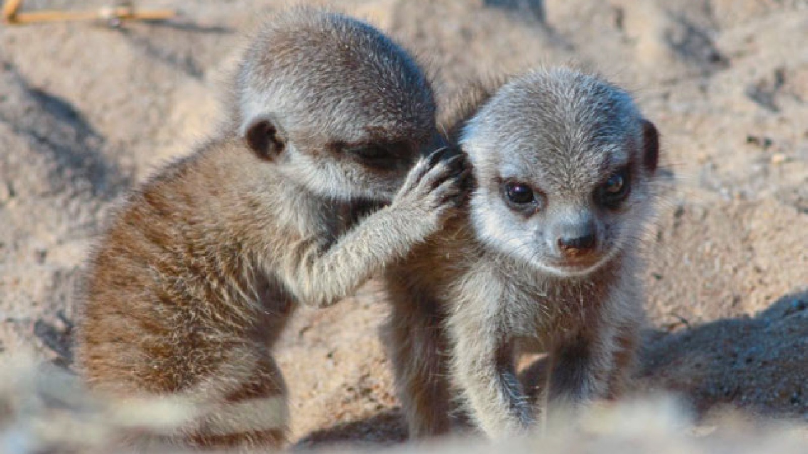 Die Sprache der Tiere