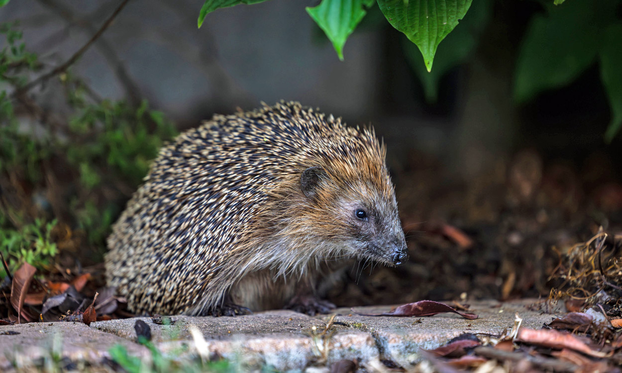 Garten: Freie Wege für Igel