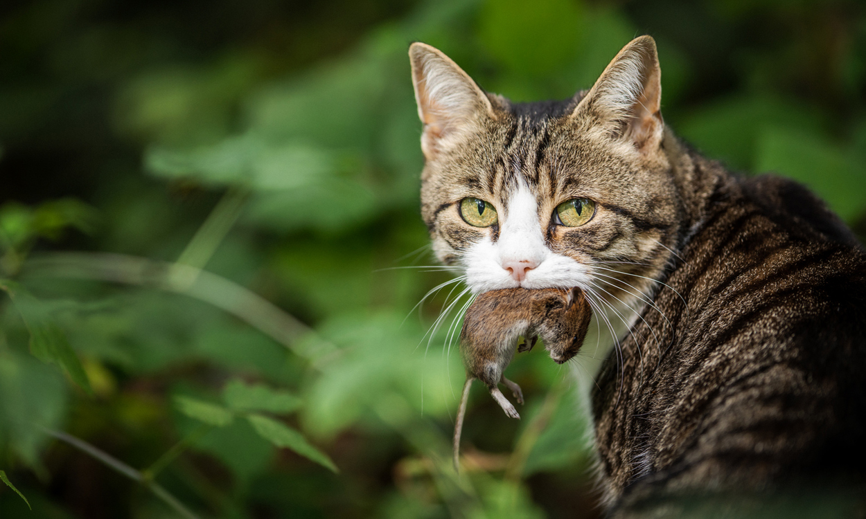 Haustiere: Wie schädlich sind Freigänger-Katzen?