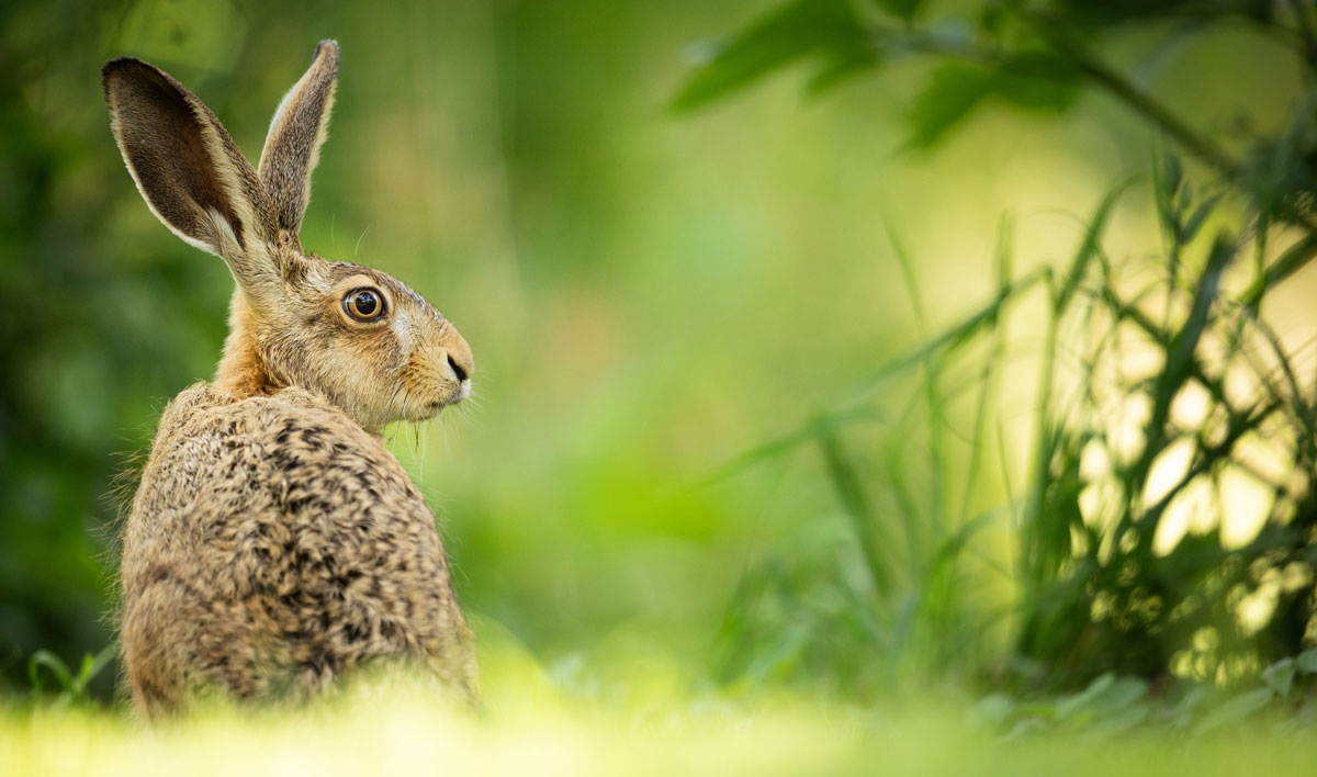 Passend zu Ostern: Feldhasenbestände halten Rekordwert