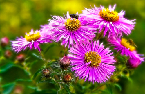Strahlende Herbstaster