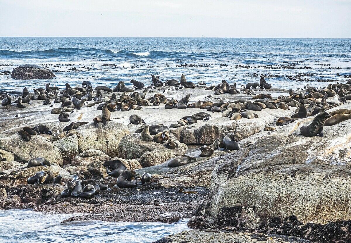 Tollwut im Meer