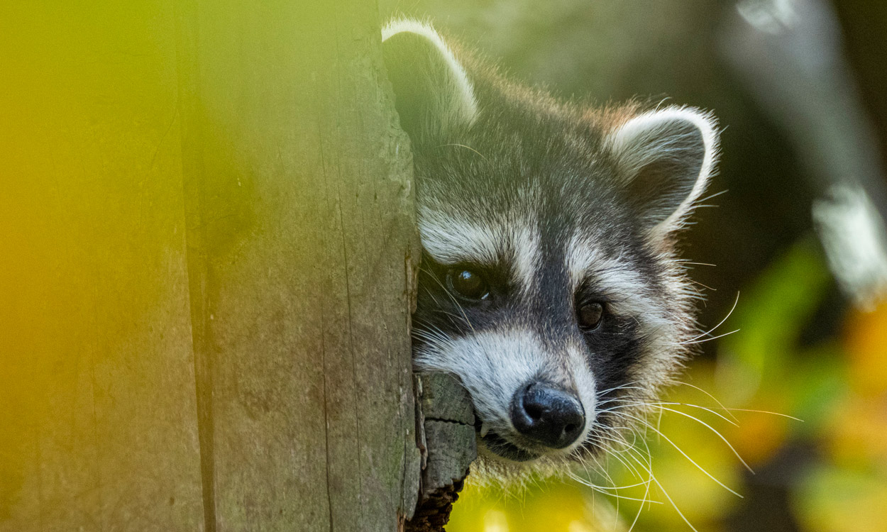 Waschbär breitet sich weiter in Deutschland aus