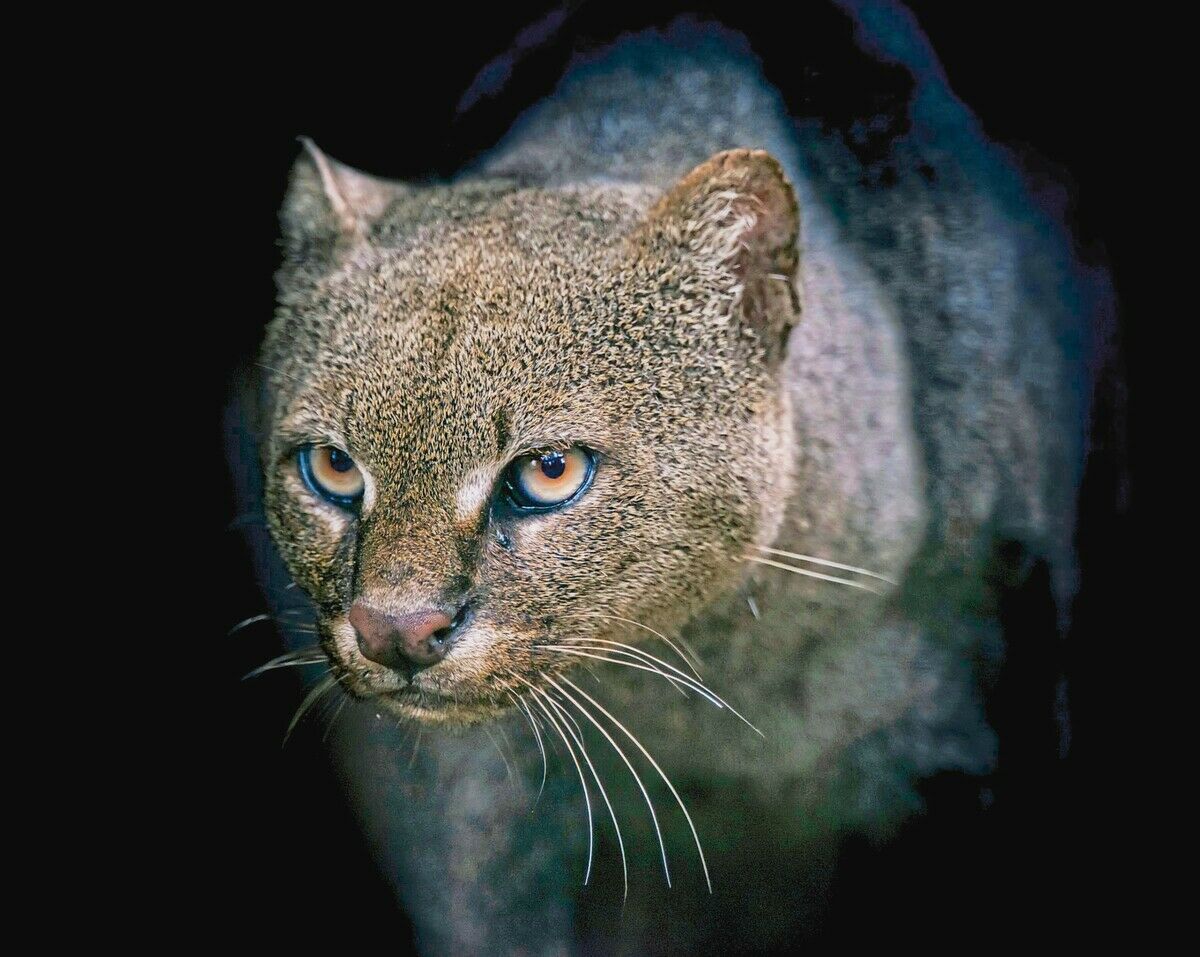 Auf der Fährte des Jaguarundis